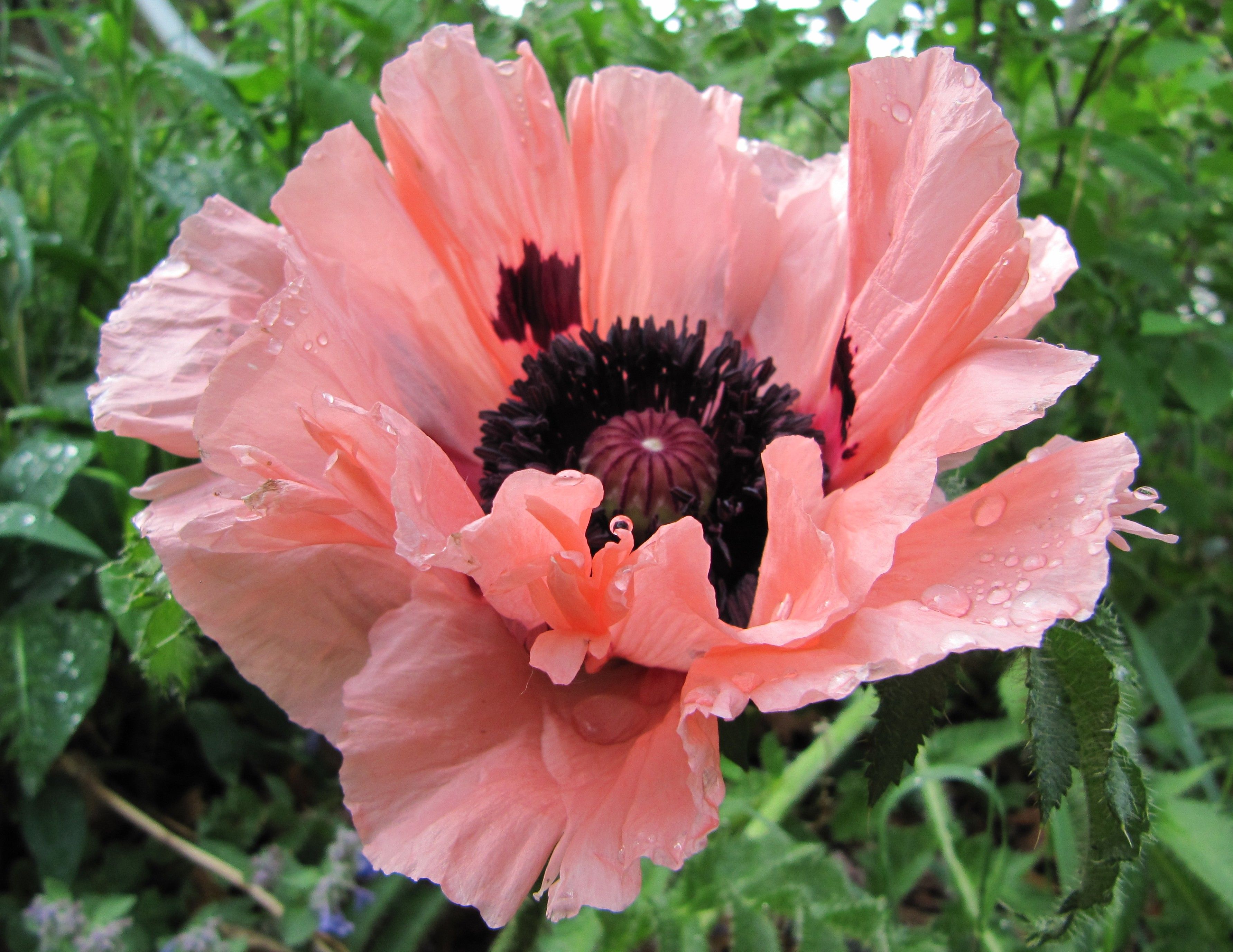 Papaver orientale 'Helen Elizabeth'